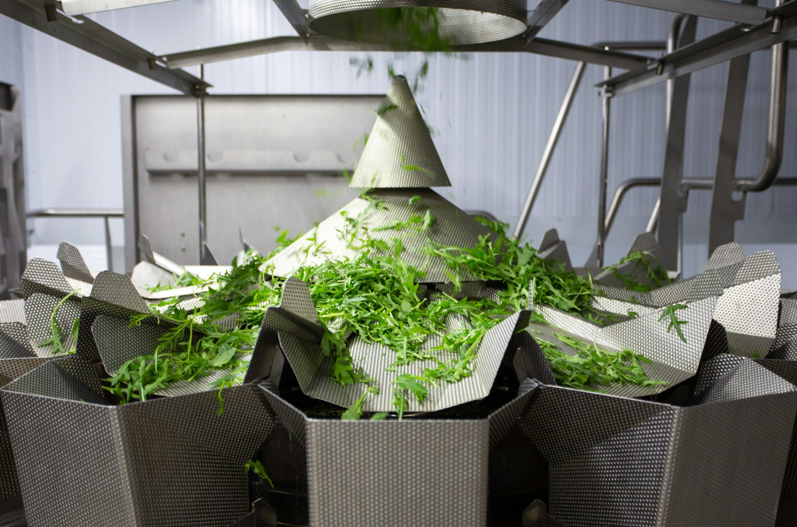 Ligne de production industrielle agroalimentaire pour légumes verts en flux continu - Albumine